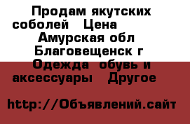 Продам якутских соболей › Цена ­ 10 000 - Амурская обл., Благовещенск г. Одежда, обувь и аксессуары » Другое   